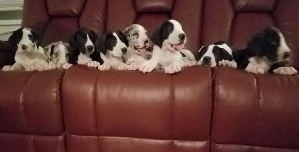 recent puppies