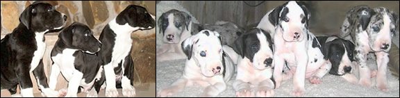 Our Puppies are love